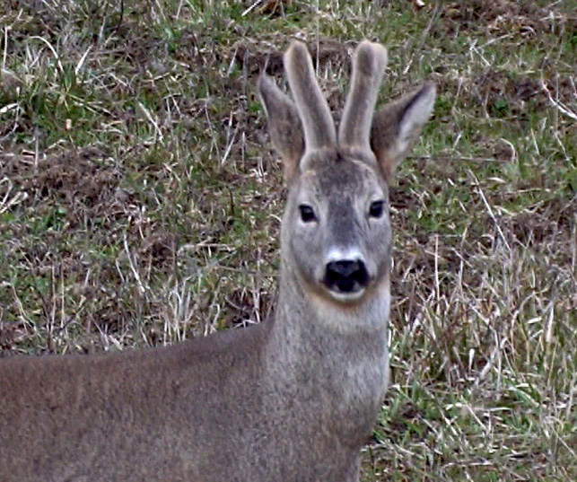 Il Capriolo